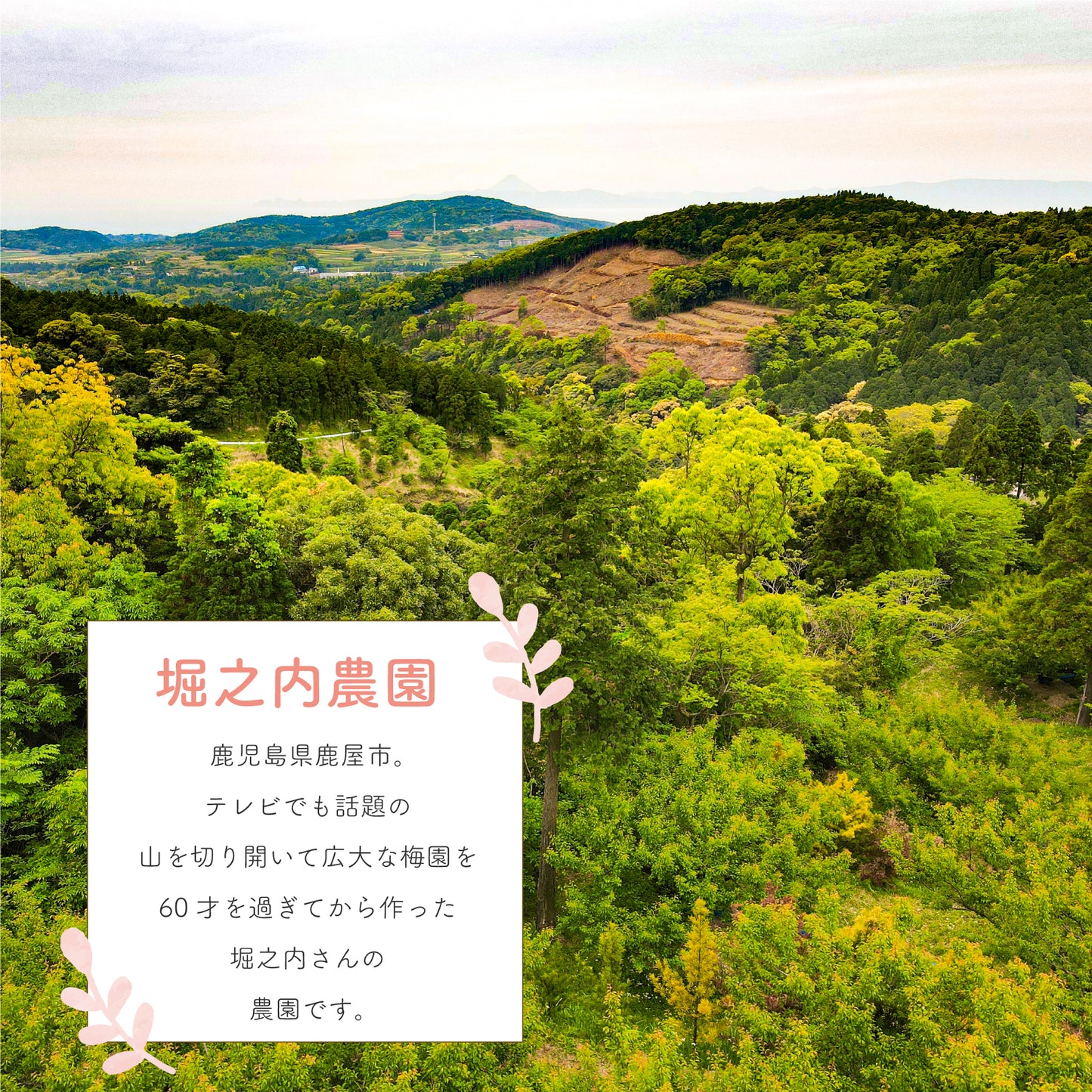 かのや南高梅 はちみつ漬け 梅干し 230g 鹿児島県産南高梅使用