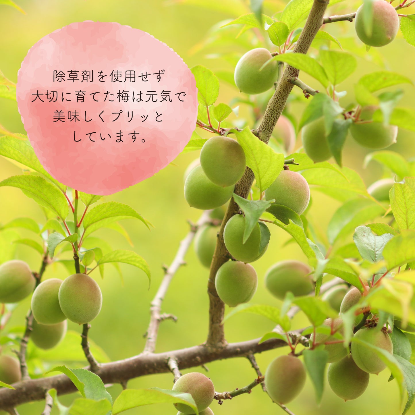 かのや南高梅 はちみつ漬け 梅干し 230g 鹿児島県産南高梅使用