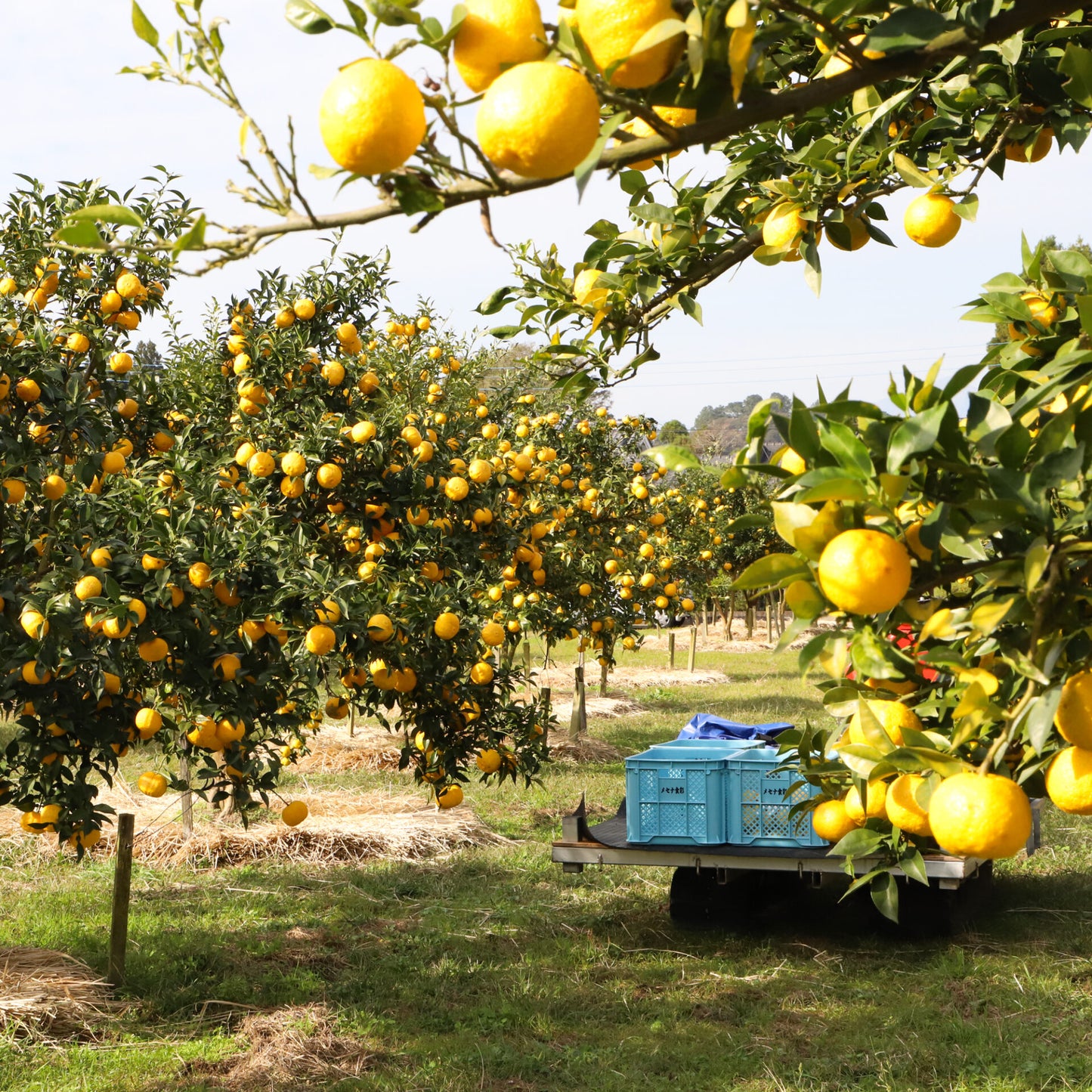 鹿児島ゆず茶 380g 鹿児島県産ゆず使用 末吉ゆず