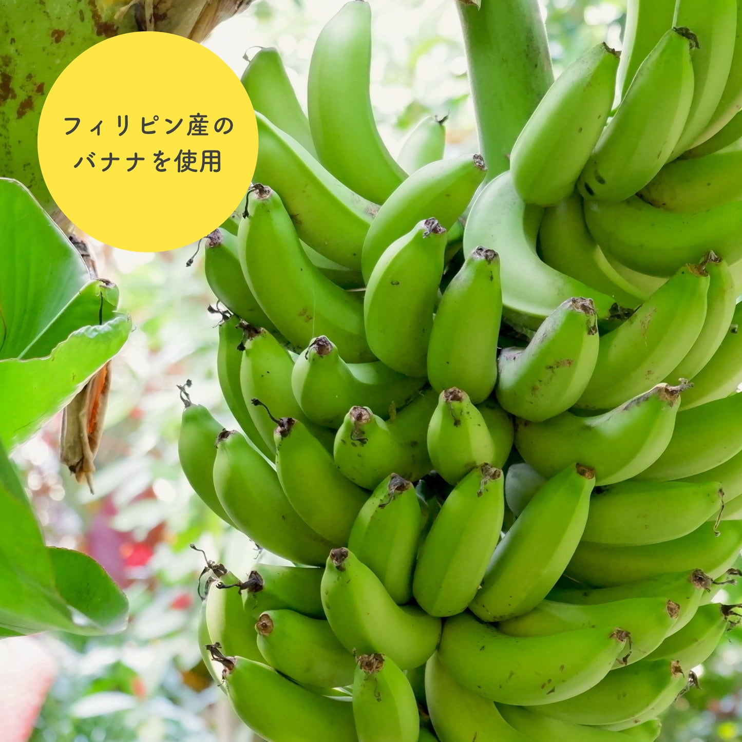 塩バナナチップス 140g 鹿児島錦江湾の塩 ココナッツオイル使用