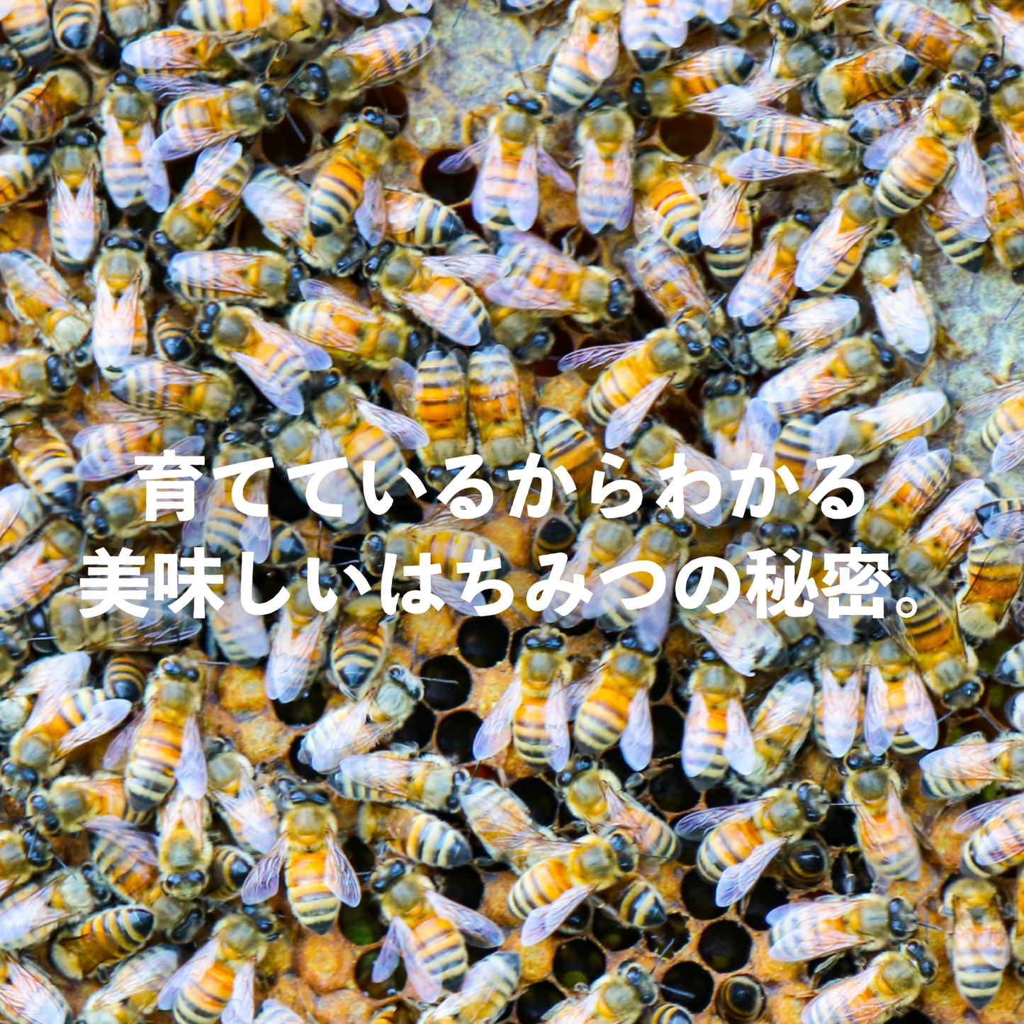 鹿児島の養蜂家が選ぶ 国産アカシアはちみつ 200g