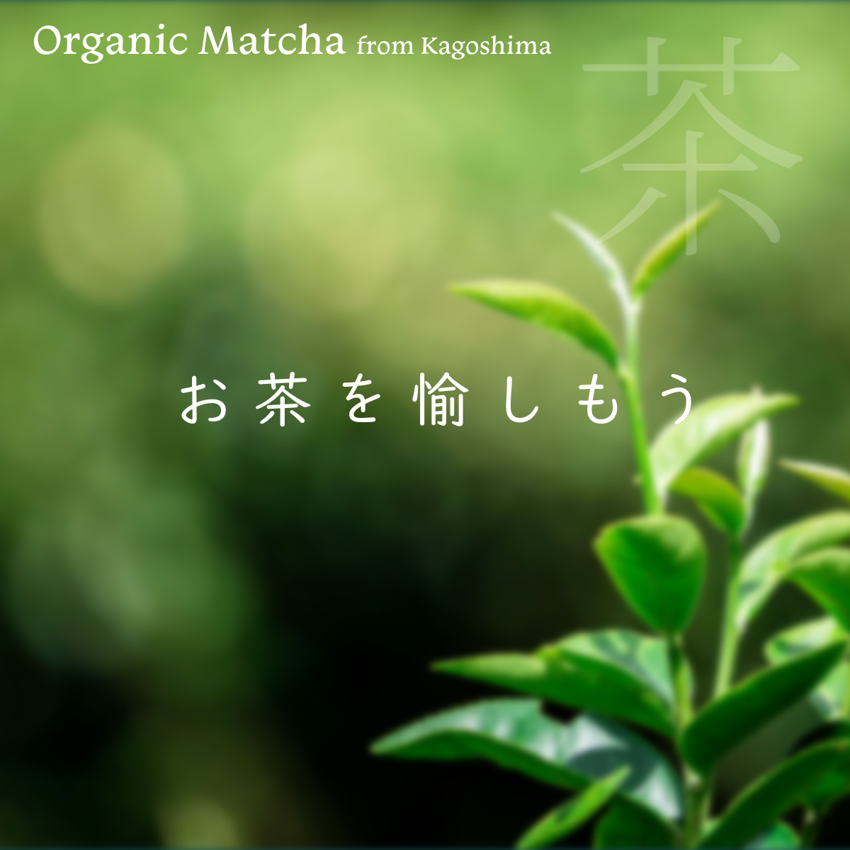 普段づかいの贅沢抹茶 50g 勝目製茶園 有機抹茶 organic matcha