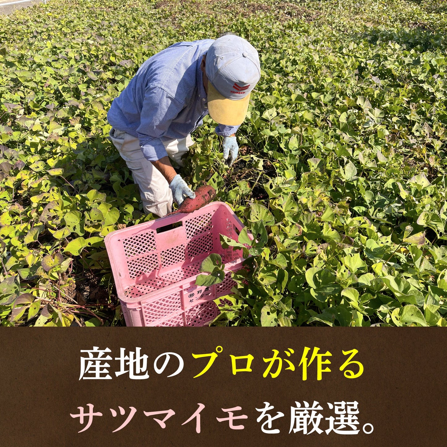 さつまはやとのほしいもくん 200g 紅はるか (2パック入り) 鹿児島県産 平干し
