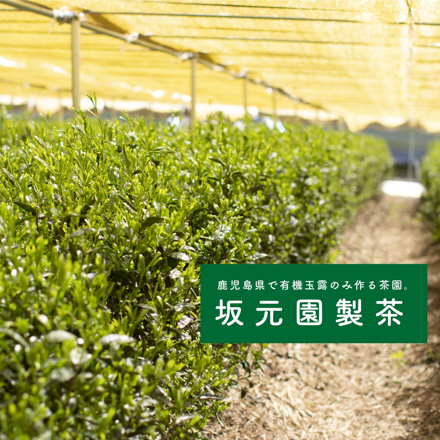 【手摘み茶】坂元園製茶 鹿児島県産 有機 玉露 禅（せいめい） 30ｇ シングルオリジン