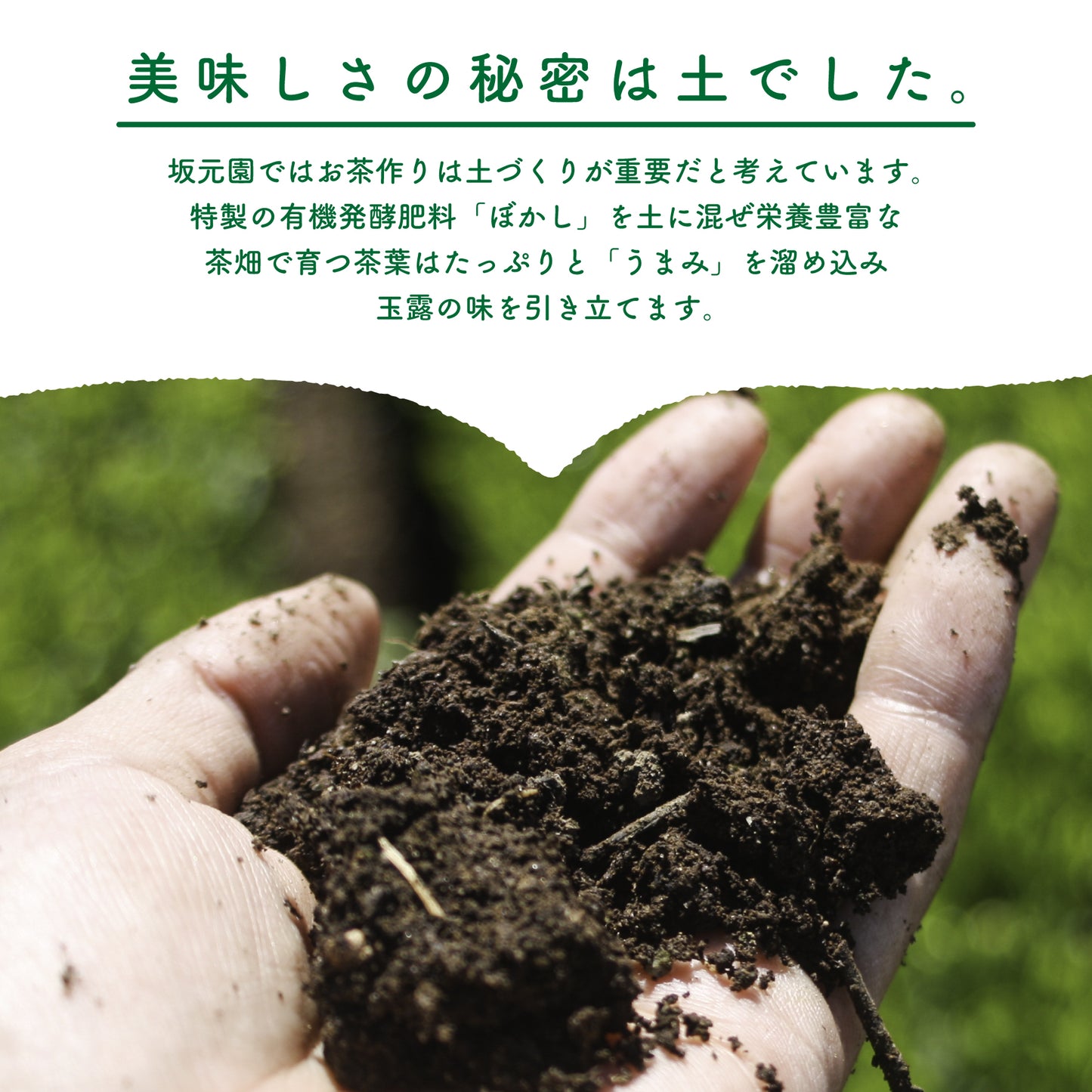 【手摘み茶】坂元園製茶 鹿児島県産 有機 玉露 禅（さえみどり） 30ｇ シングルオリジン