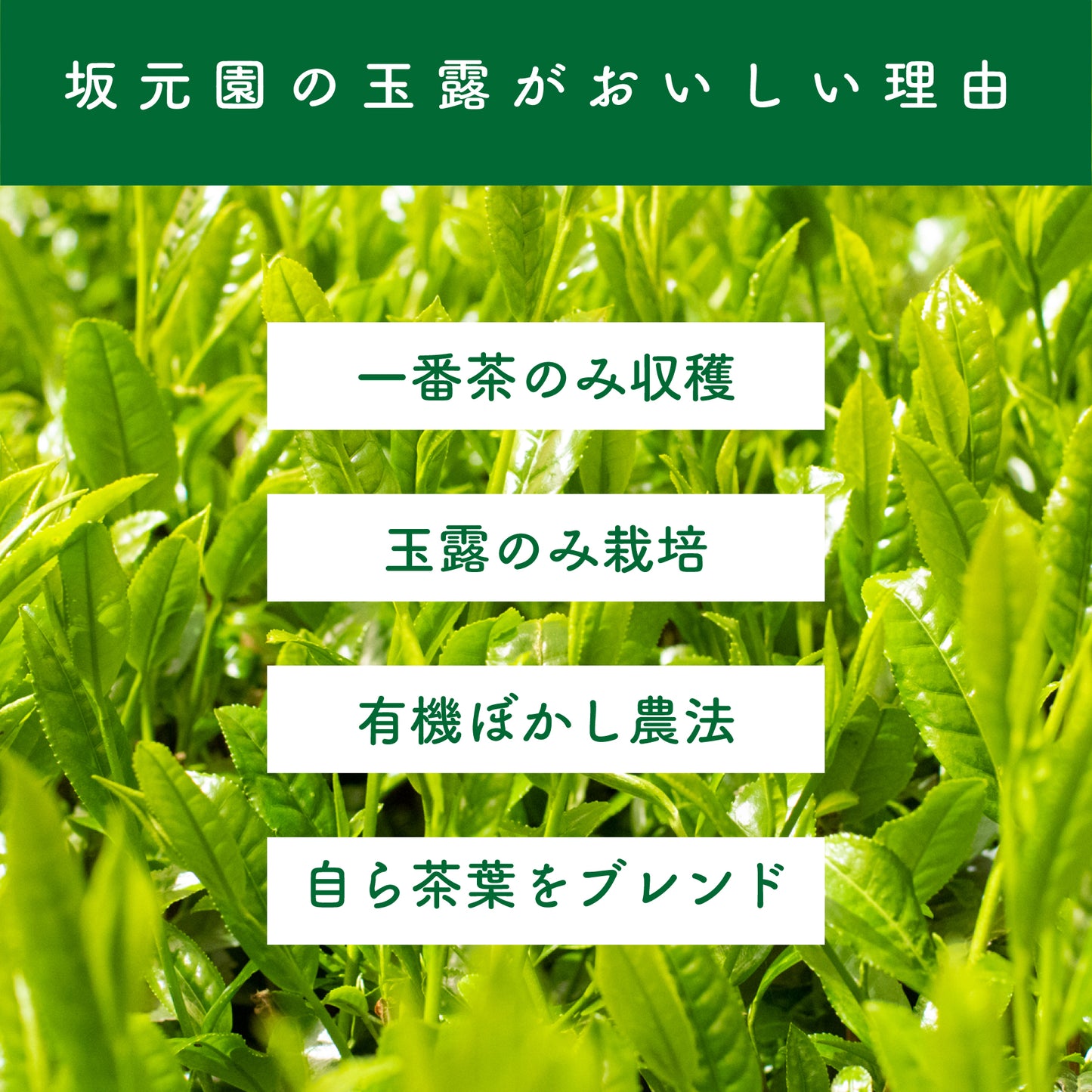 【極上】坂元園製茶 鹿児島県産 有機 玉露 極（はると） 30ｇ シングルオリジン