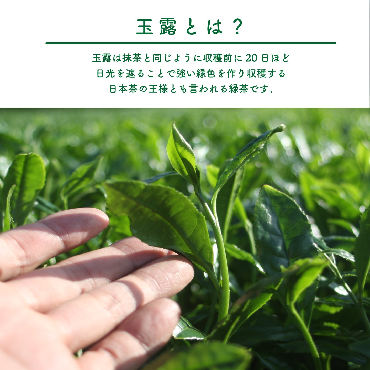 【手摘み茶】坂元園製茶 鹿児島県産 有機 玉露 禅（せいめい） 30ｇ シングルオリジン