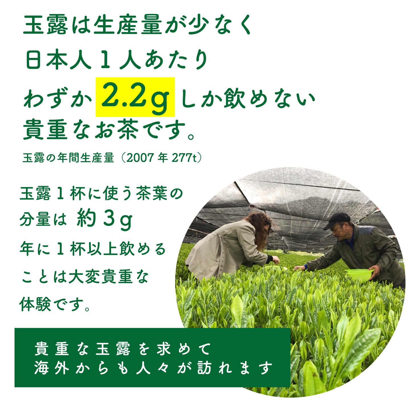 【手摘み茶】坂元園製茶 鹿児島県産 有機 玉露 禅（さえみどり） 30ｇ シングルオリジン