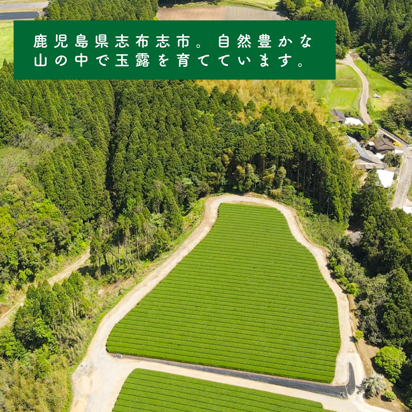 【手摘み茶】坂元園製茶 鹿児島県産 有機 玉露 禅（さえみどり） 30ｇ シングルオリジン