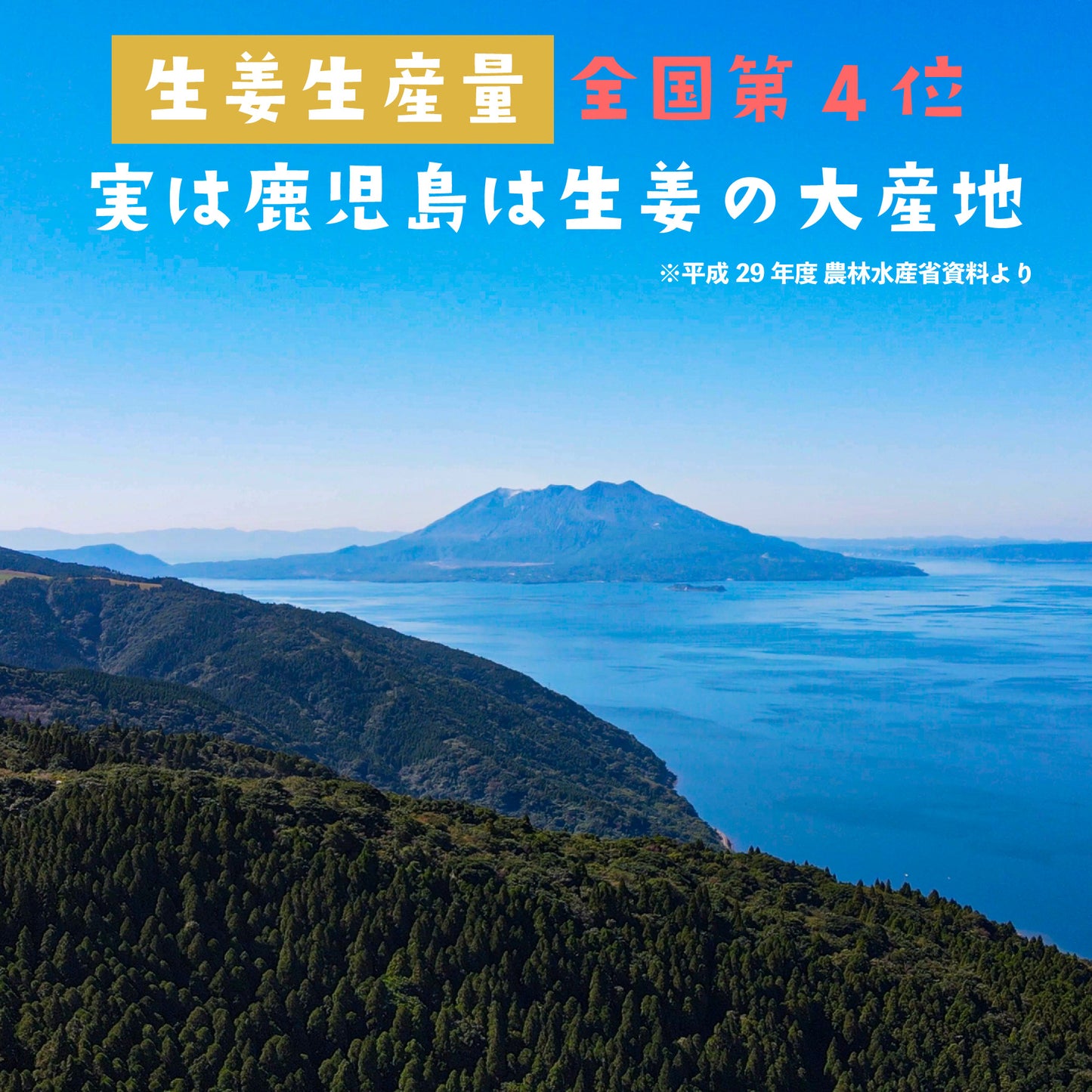 鹿児島県産黄金しょうが使用 黄金しょうがパウダー 70g（非有機）