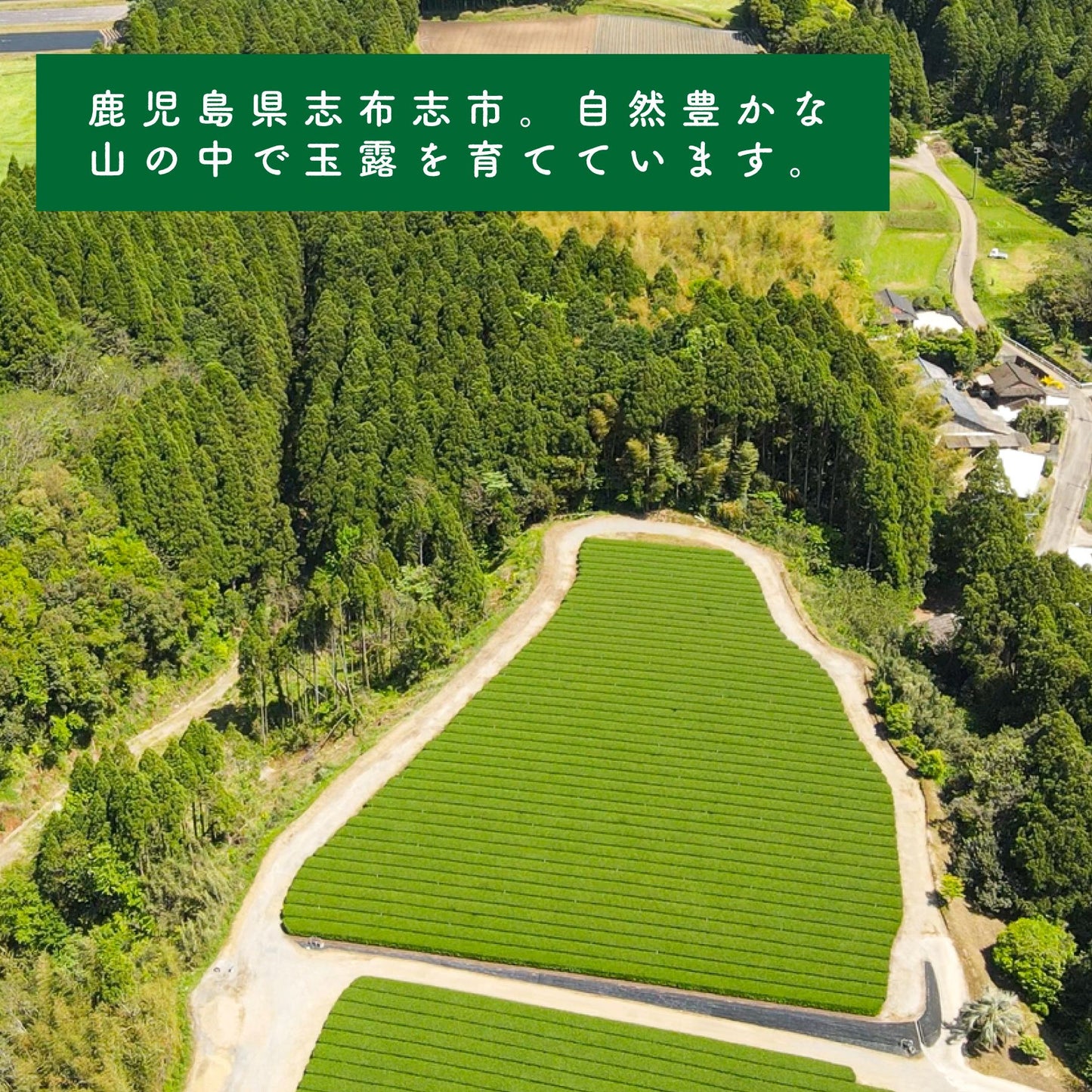 【普通】坂元園有機玉露 茶娘 100g 鹿児島県産