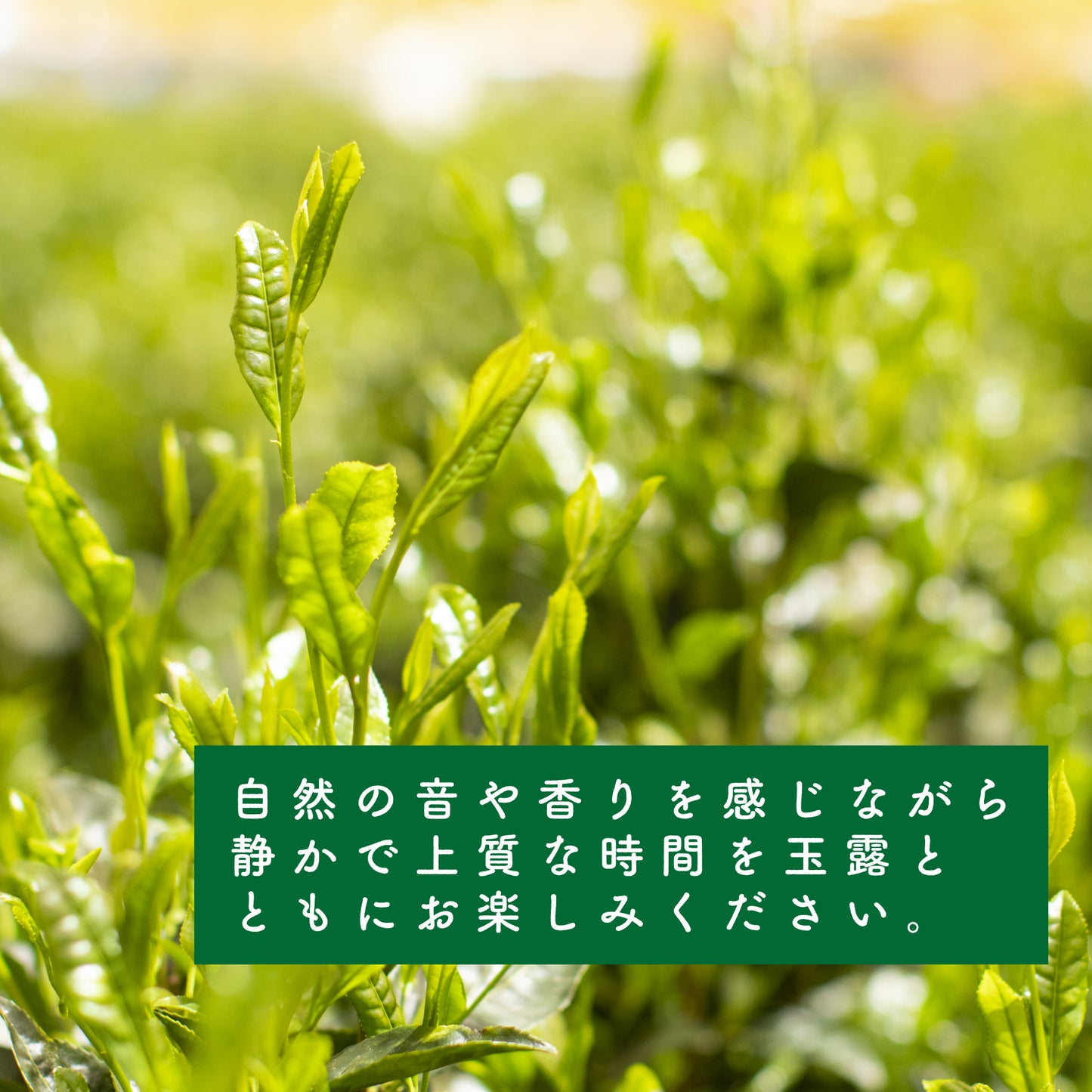 【普通】坂元園有機玉露 茶娘 100g 鹿児島県産
