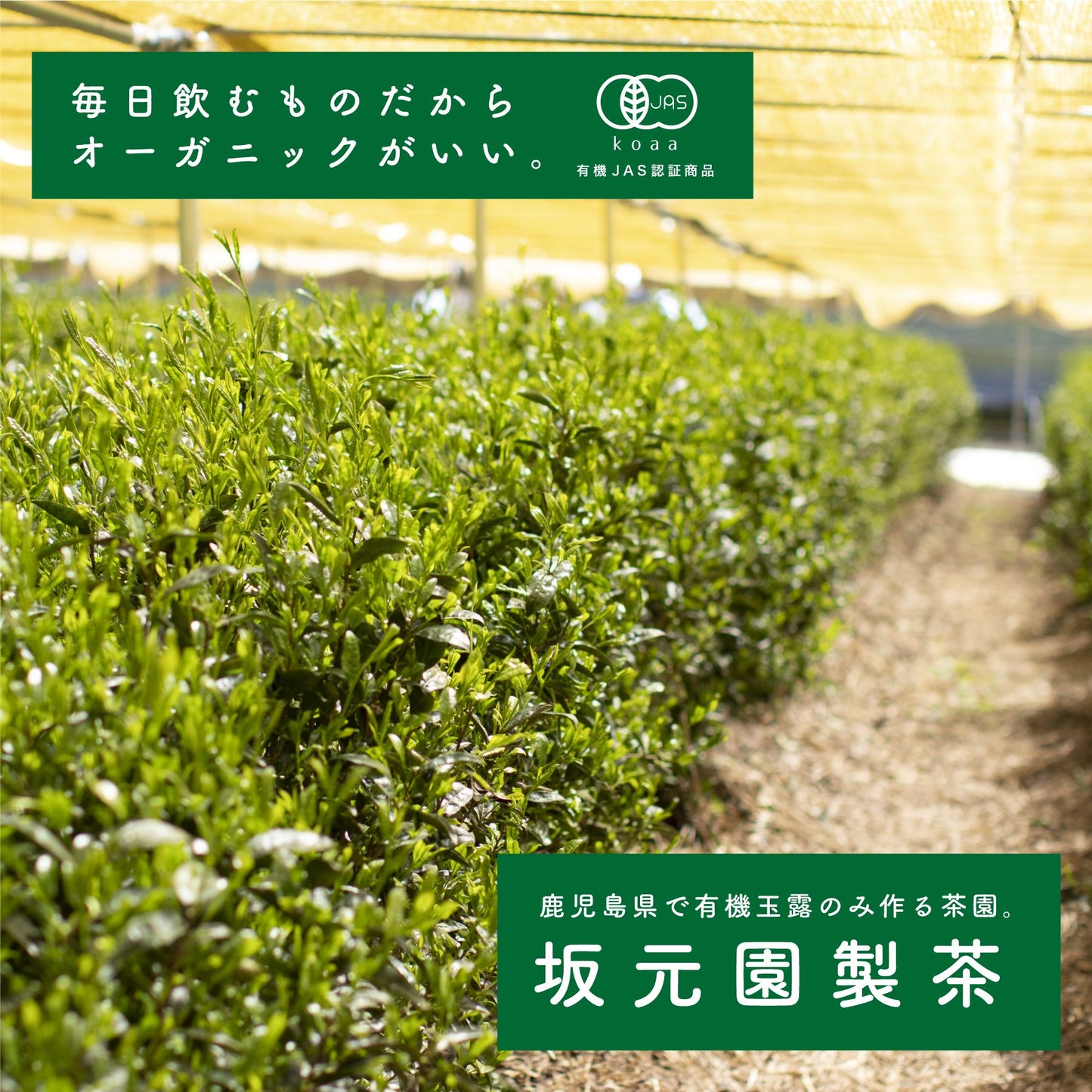 【極特選】坂元園有機玉露 茶名人 50g 鹿児島県産