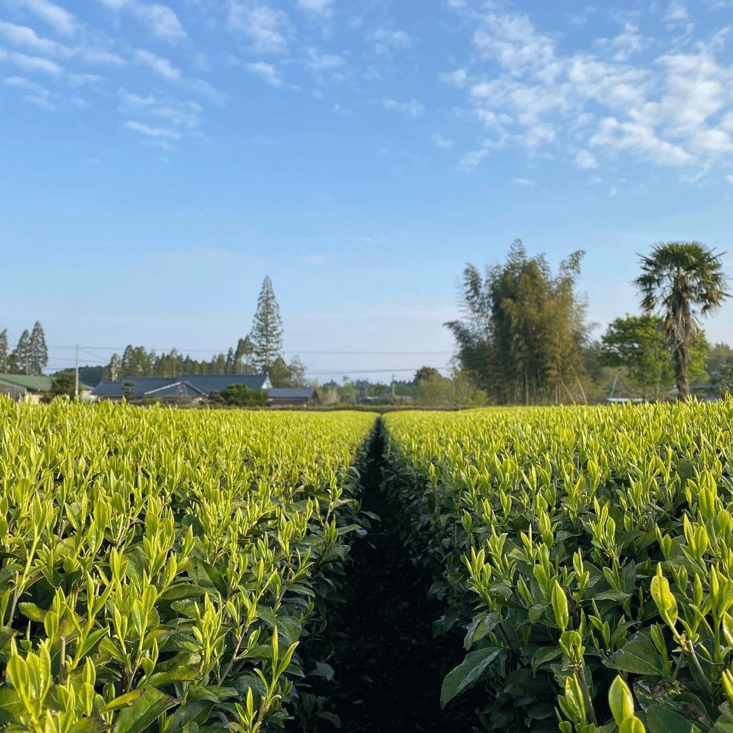 【清ざね茶園】浅煎り ほうじ茶 60g 鹿児島県 曽於市産