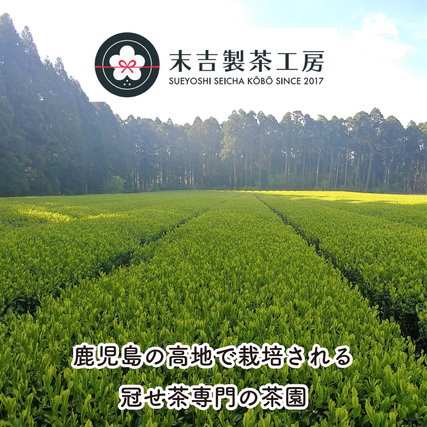 蔵出し熟成茶 やぶきた 2018 -冠せ茶- （リーフ／50g）【末吉製茶工房】