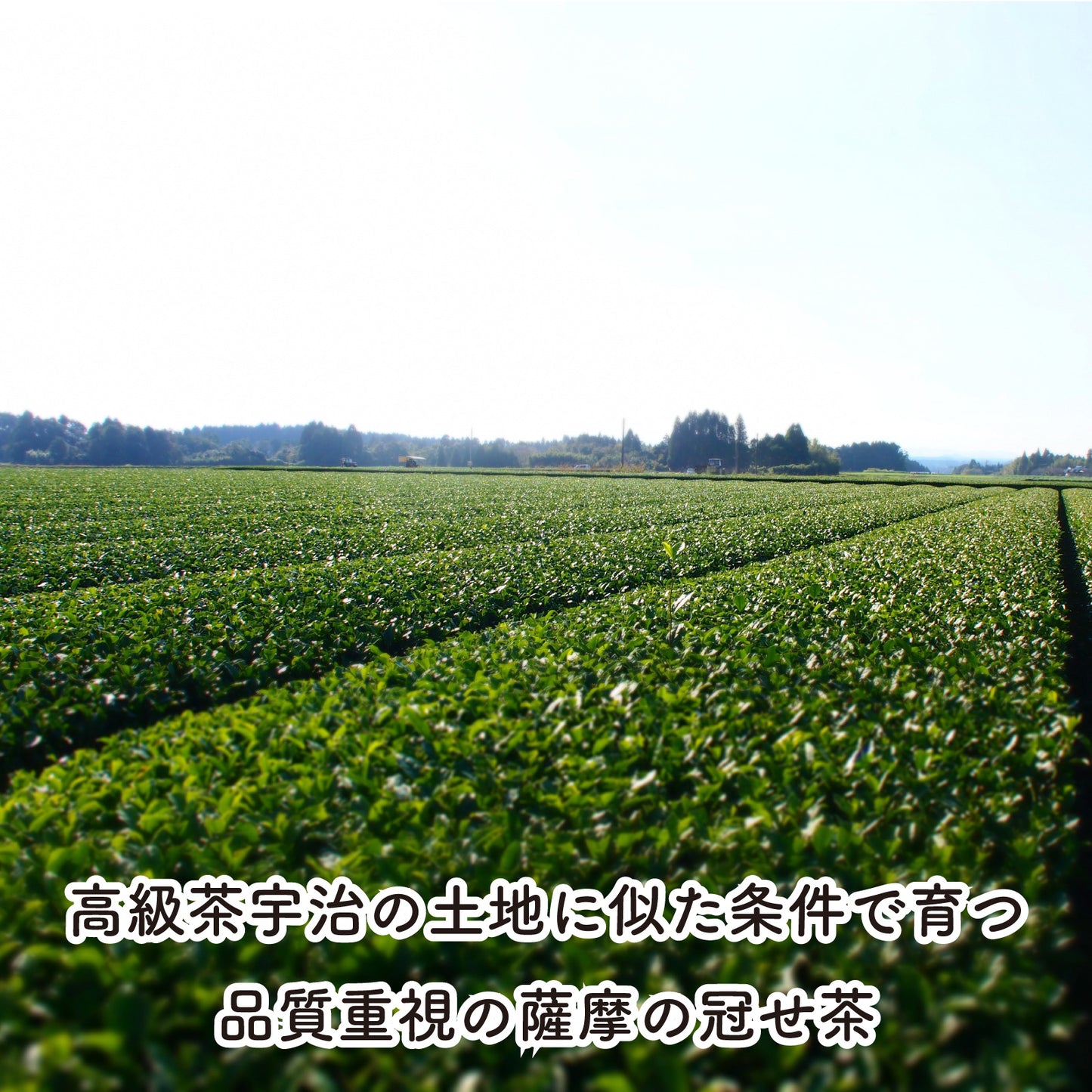 郷里の華 さえみどり -冠せ茶・シングルオリジン- （リーフ／100g）【末吉製茶工房】