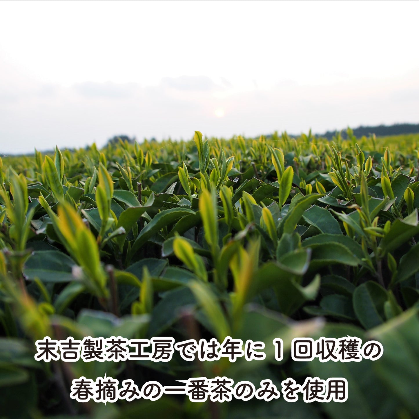 ふわり -冠せ茶・シングルオリジン- （ティーバッグ／2.4ｇ×18包入り）【末吉製茶工房】