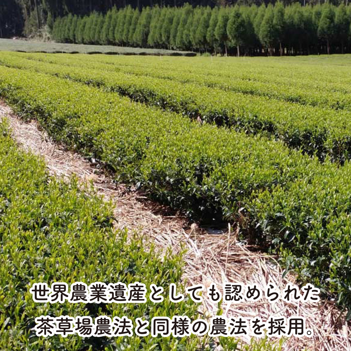 蔵出し熟成茶 やぶきた 2018 -冠せ茶- （リーフ／50g）【末吉製茶工房】