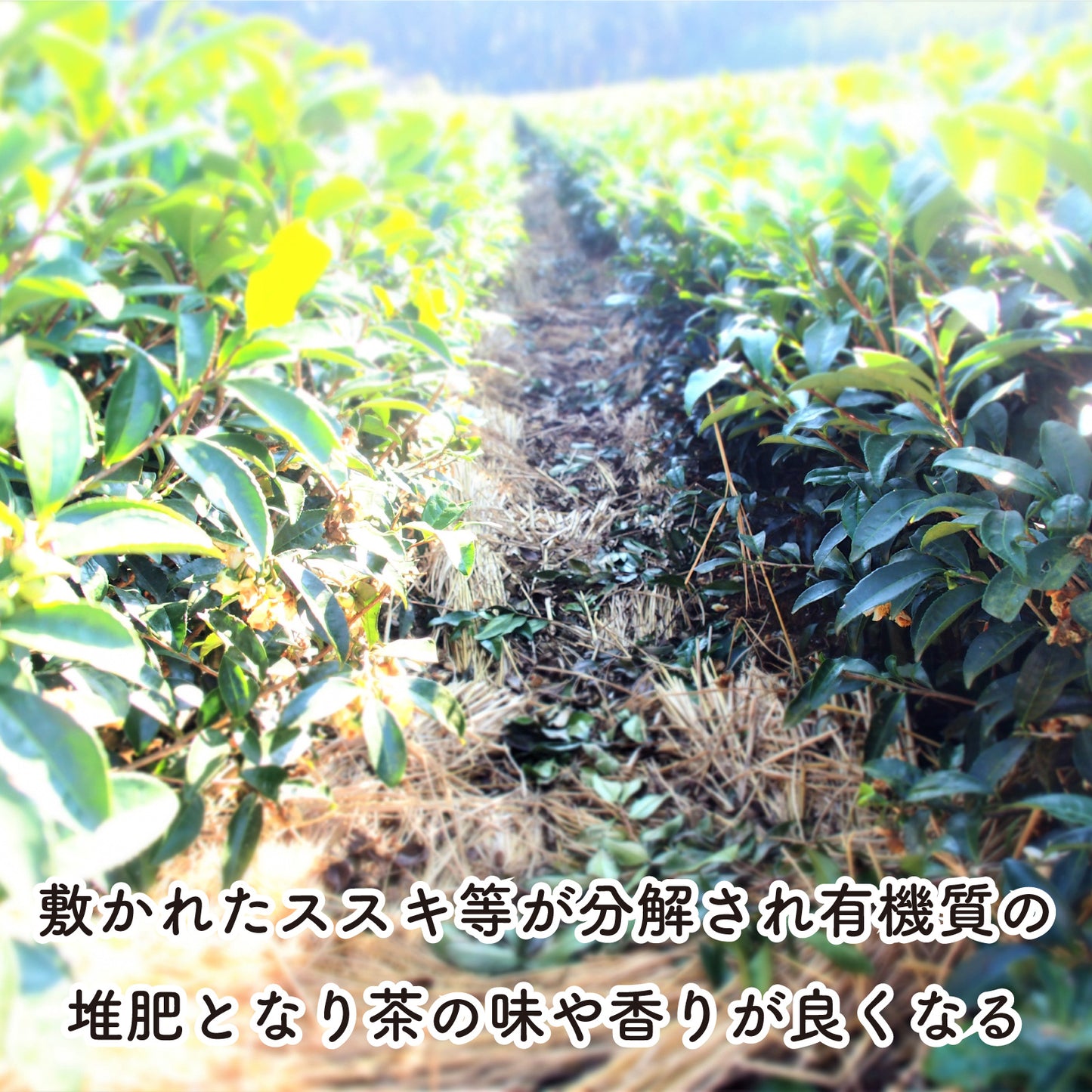 郷里の華 さえみどり -冠せ茶・シングルオリジン- （リーフ／100g）【末吉製茶工房】