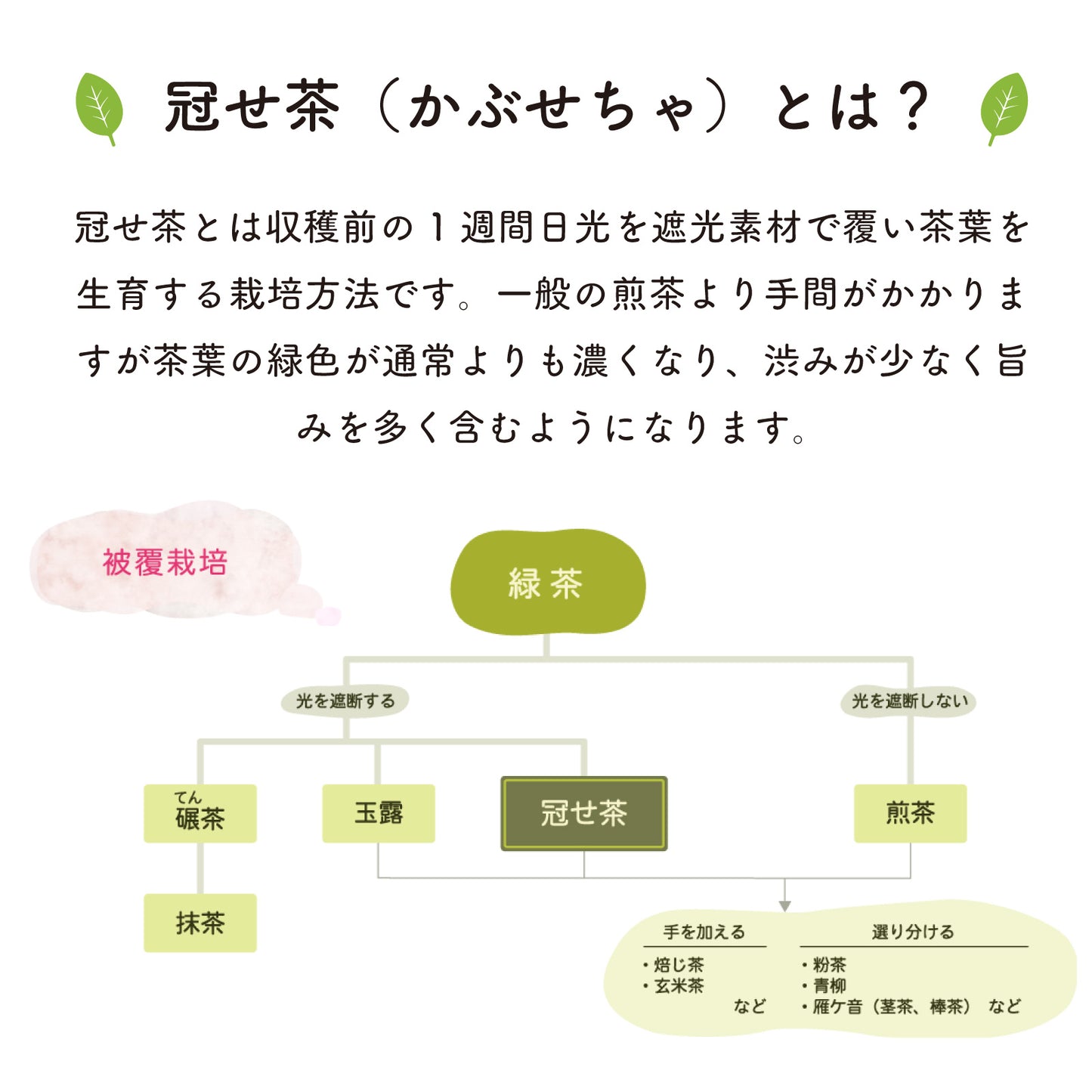 郷里の華 さえみどり -冠せ茶・シングルオリジン- （リーフ／100g）【末吉製茶工房】