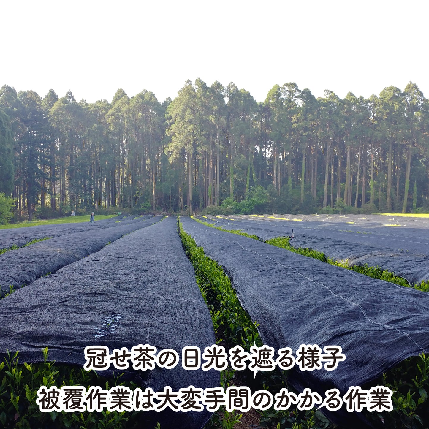 郷里の華 松印 -冠せ茶・ブレンド- （リーフ／100g）【末吉製茶工房】