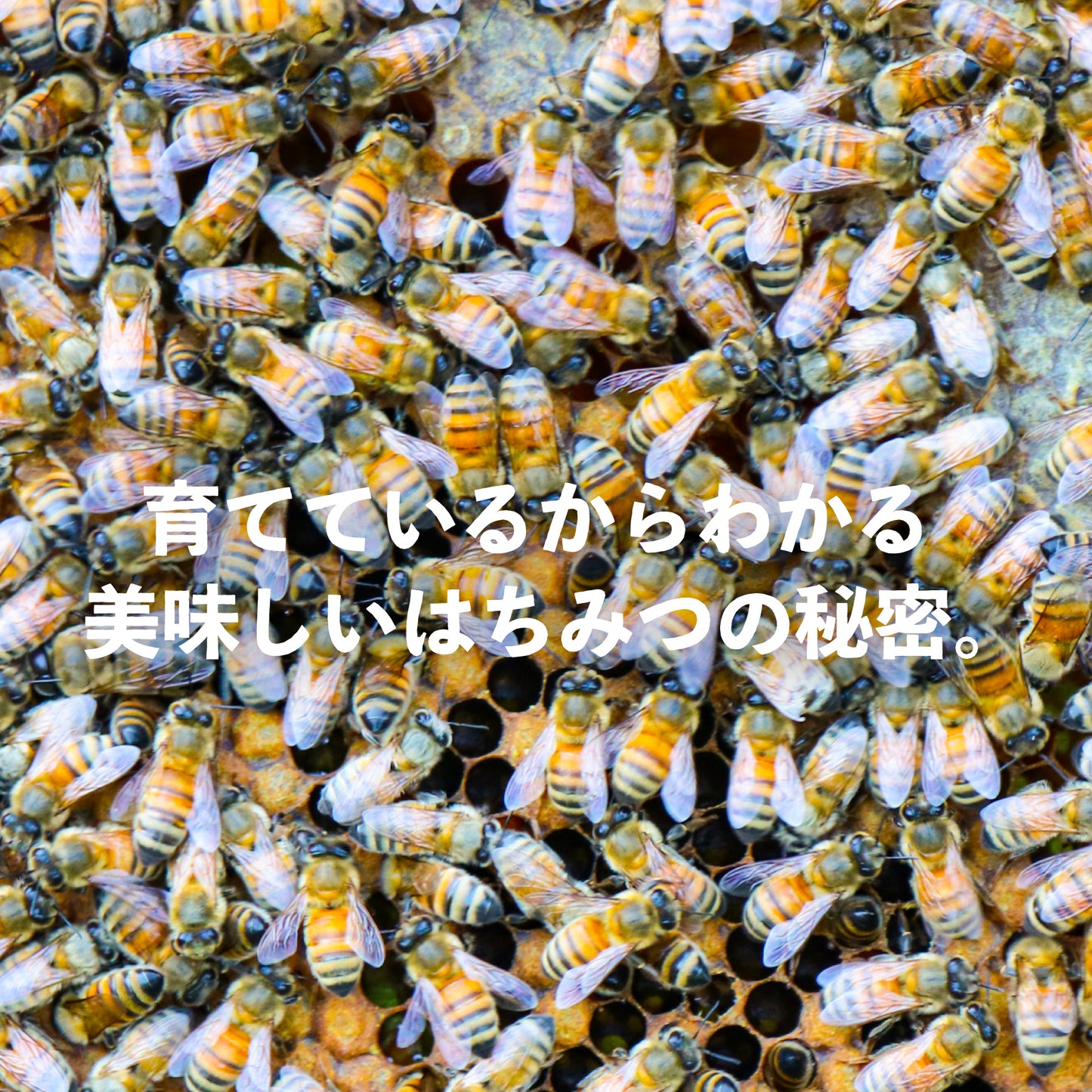 国産アカシアはちみつ 600g 鹿児島の養蜂家が選ぶ国産はちみつ