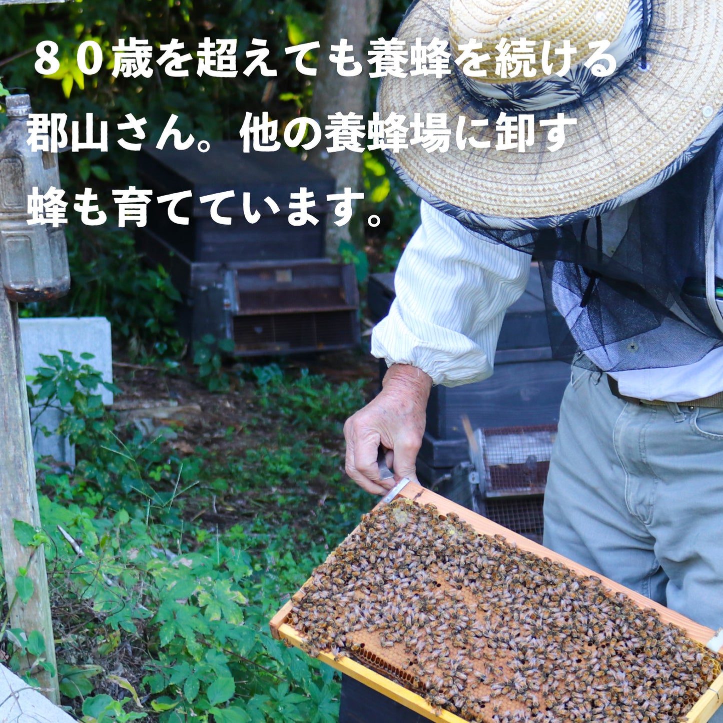 国産アカシアはちみつ 600g 鹿児島の養蜂家が選ぶ国産はちみつ